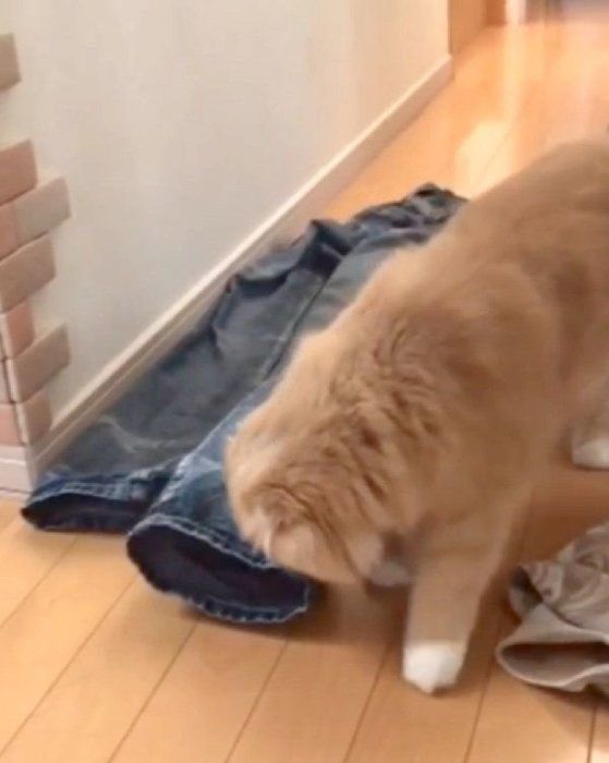 洗濯物で遊ぶミヌエットとスコティッシュフォールド