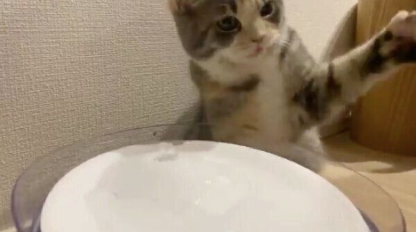 水遊びを始めたふうこちゃん