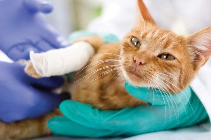 病院で手当てされる猫