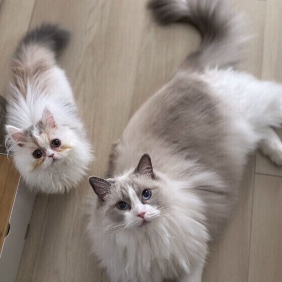 ねこじゃらしを見つめる2匹の猫