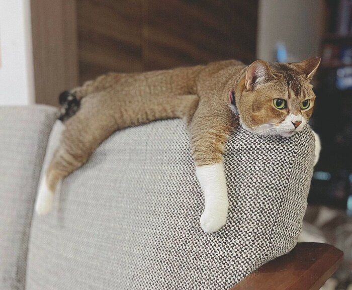 だれるおこめちゃん