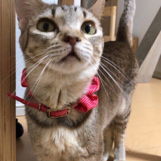 首輪をする猫