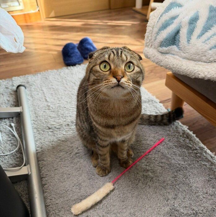 飼い主さんに遊びのおねだりをするポテくん
