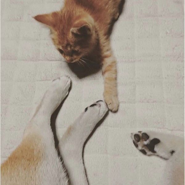 もんとあお