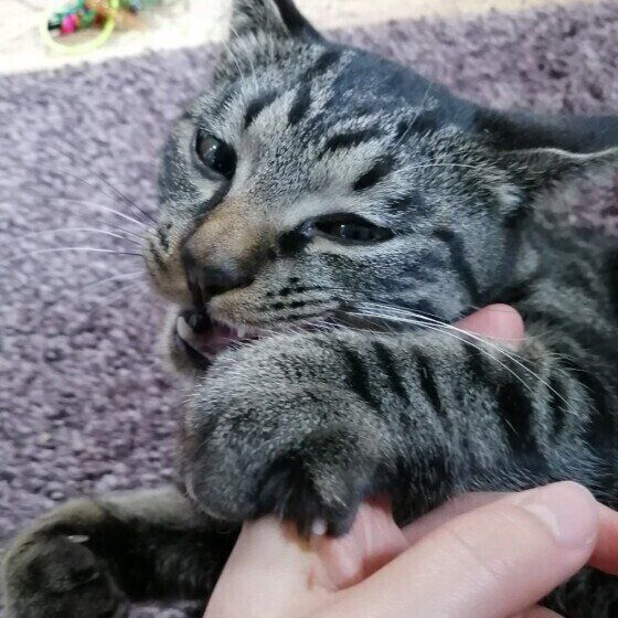 飼い主さんの手を離さない猫(MIXサバトラ)