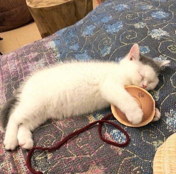 眠るカツヲくん