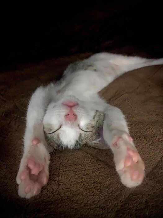 仰向けに寝る子猫