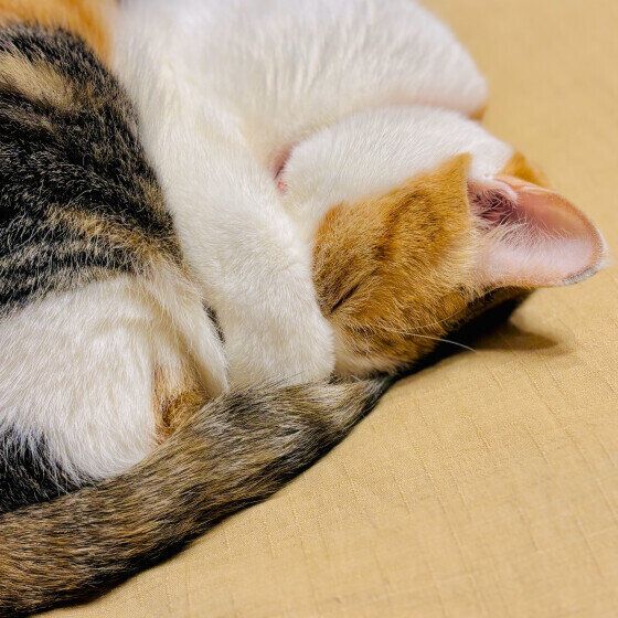 ミケの扇ちゃん