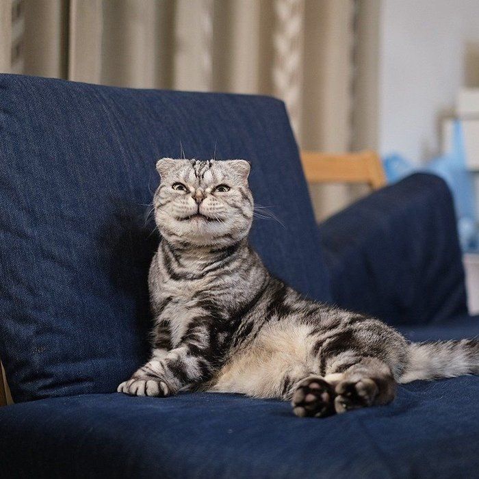 @tacos_cat