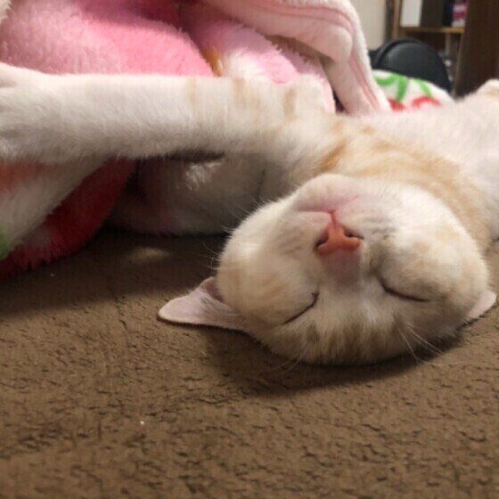 眠る猫