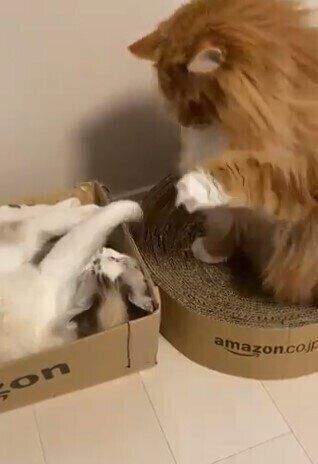猫パンチ