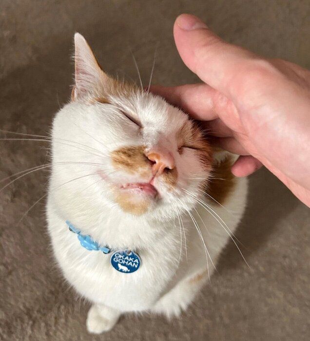 飼い主さんに甘えるおかかごはんくん