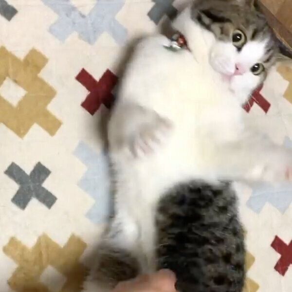 ナデナデを避けるとおふくん