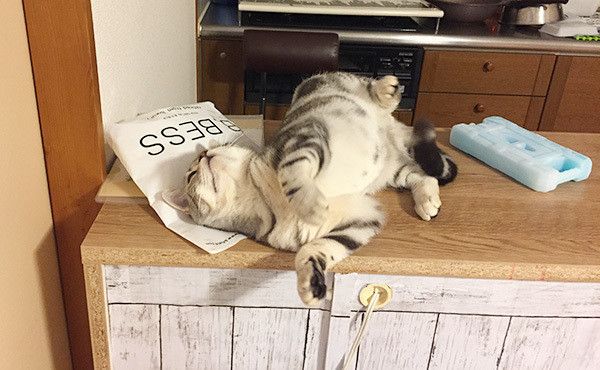 寝転ぶ猫