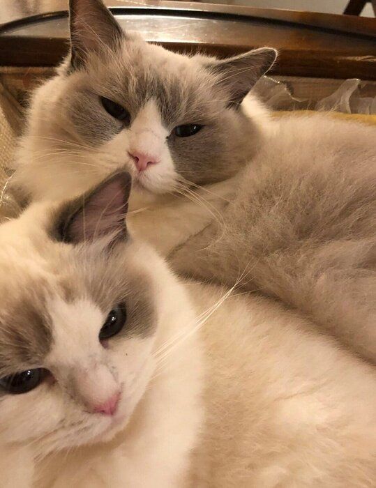 お姉ちゃん猫のティアラちゃんとテネルちゃん