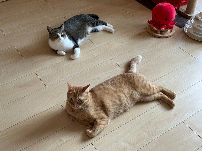 2匹の猫