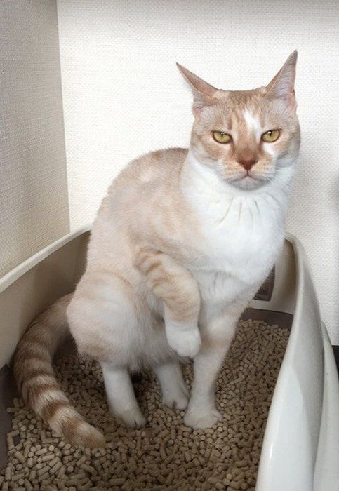トイレでポージングする猫