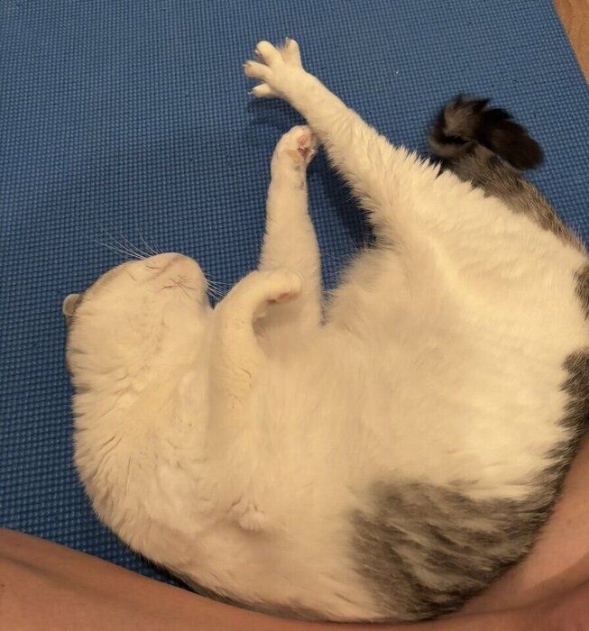 ヨガマットの上に寝転がり、伸びるさばちゃん