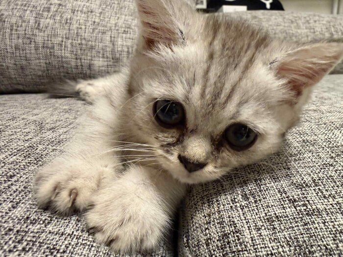 ソファでまったりするしらすおろしくん