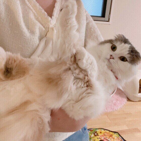 抱っこ中にひじを伸ばす猫(スコティッシュフォールド・ロングヘア、メス)