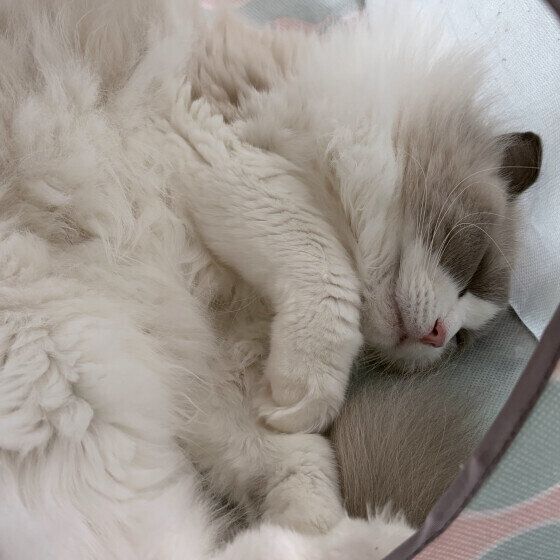 ぐっすりと眠るラグドール