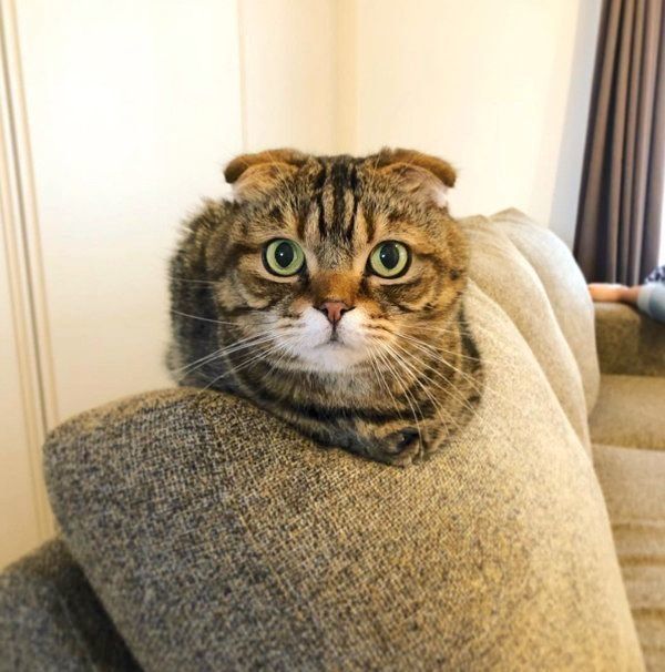 くつろぐスコティッシュフォールド