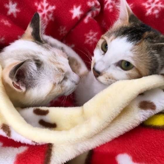 ミケ