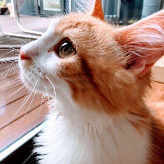 見上げるマンチカン