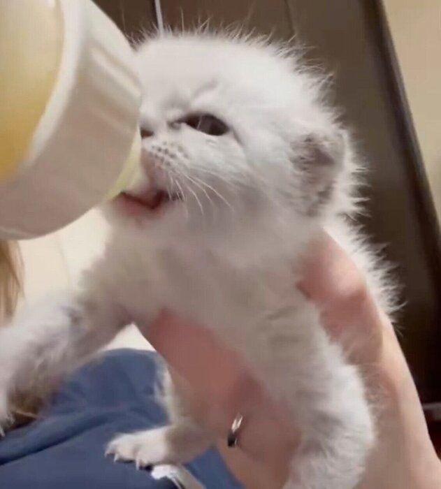 ミルクを飲むゆりちゃん