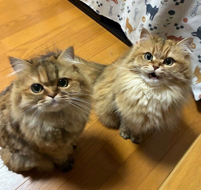 おやつ待ちをする2匹