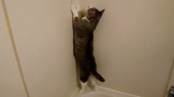 虫に夢中な猫