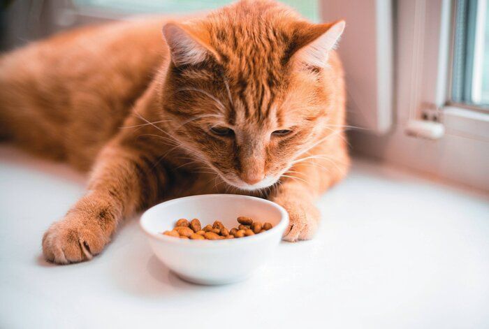 フードを見つめる猫