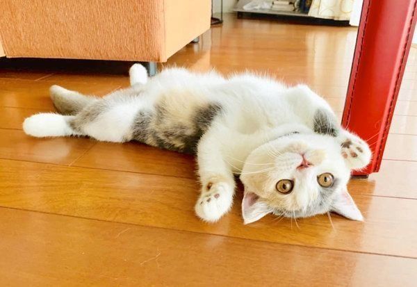 まるこちゃん