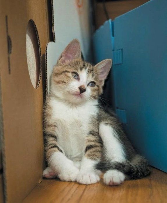 しんみりとする猫 photo/小森正孝