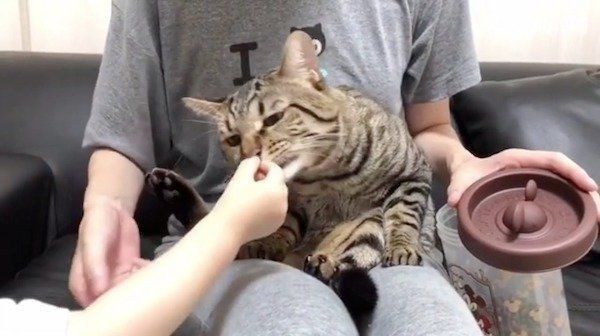 爪を切られる猫