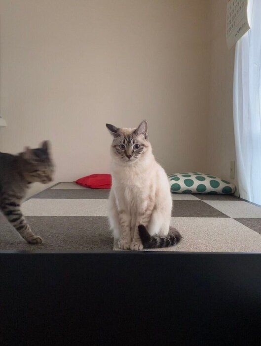 滑り込んでくる猫影が!