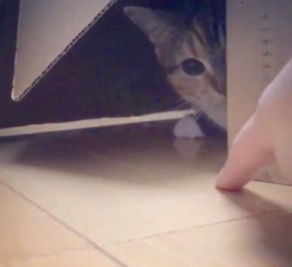 獲物を狙うマンチカン
