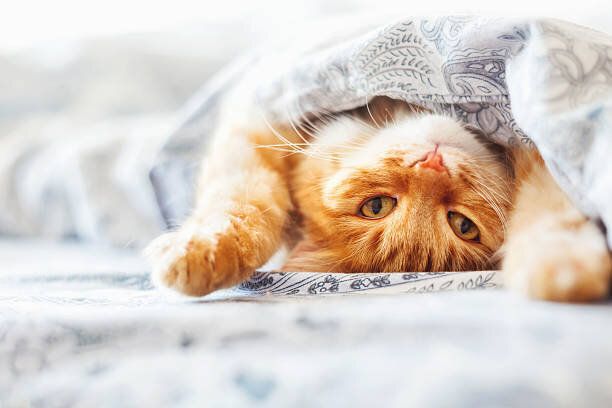 かわいい猫ベッドに横たわるジンジャー、毛布の下にあります。