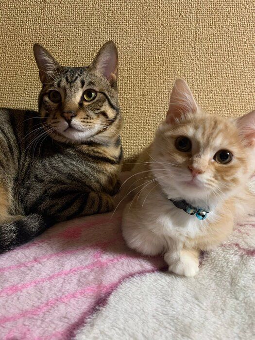 生後7カ月の元保護猫と生後約4カ月のマンチカン
