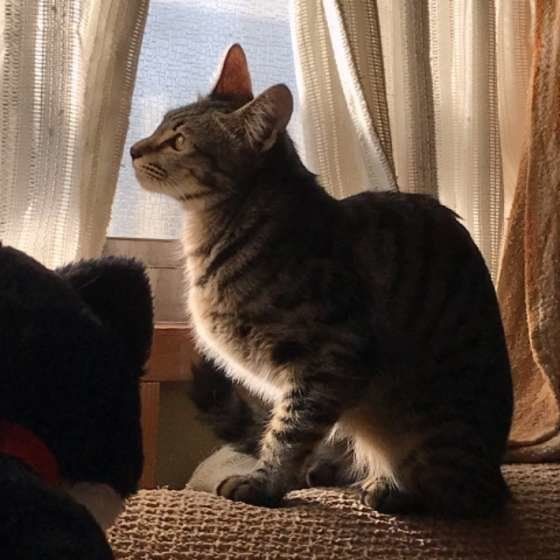 キジトラ