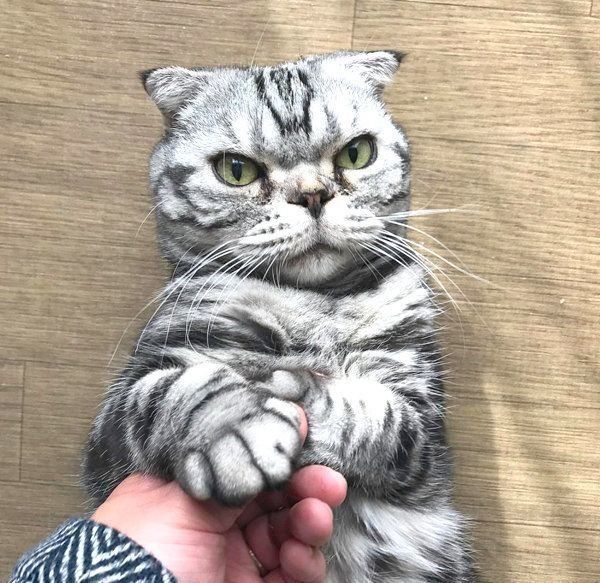 ししまるくん