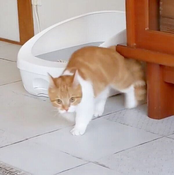 勇ましい姿を見せるむぎちゃん