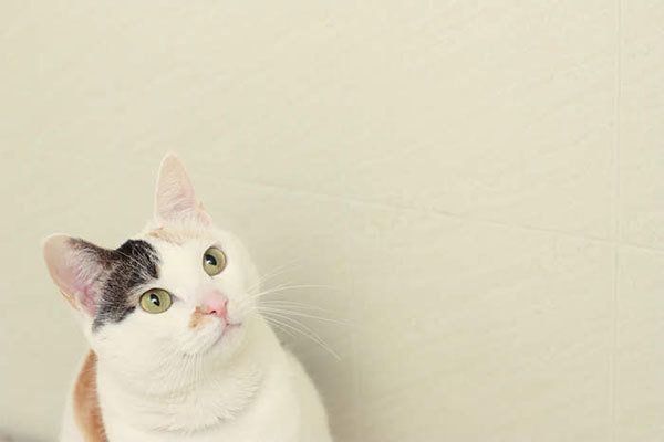 見上げる猫