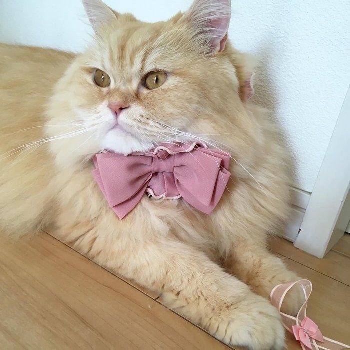 ピンクの蝶ネクタイをつけたエキゾチック・にこちゃん