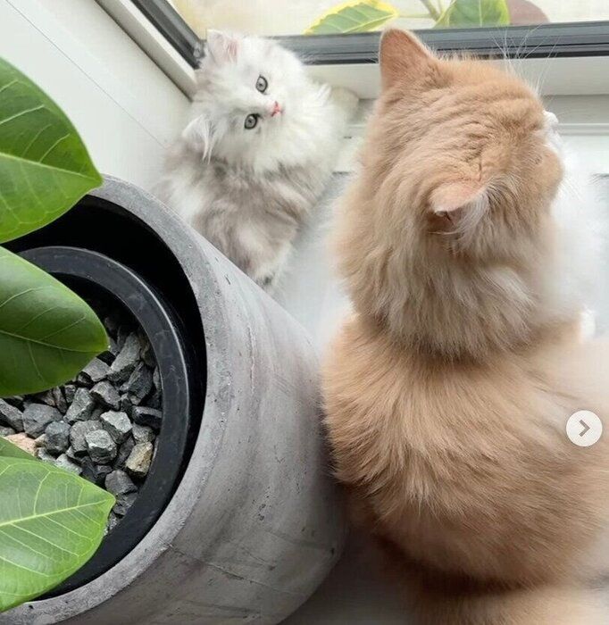 一緒にニャルソックをするぴふちゃん、わふちゃん。