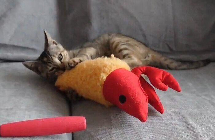 おもちゃで遊ぶ生後約2カ月の子猫
