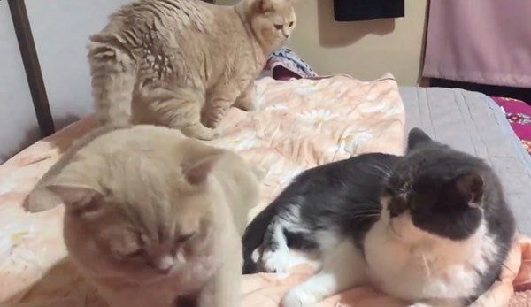 ベッドに集まる猫たち