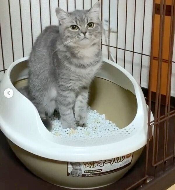 おトイレ中のあおちゃん
