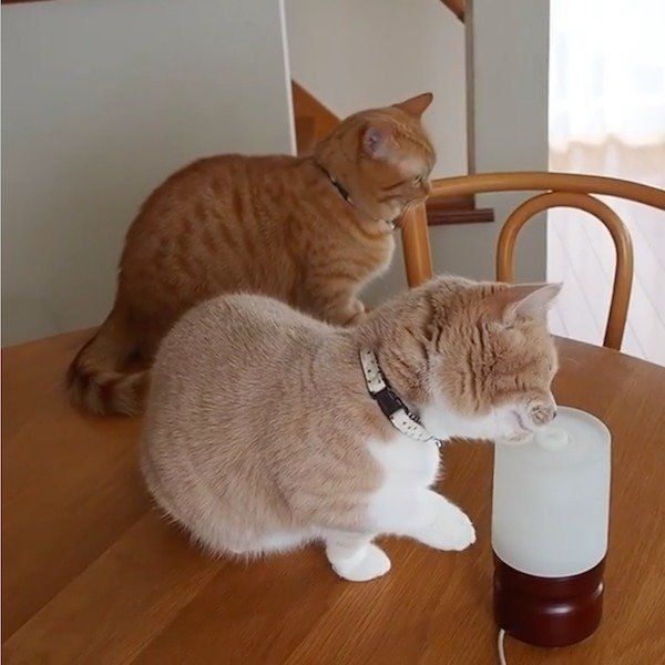 加湿器が気になるネネちゃん
