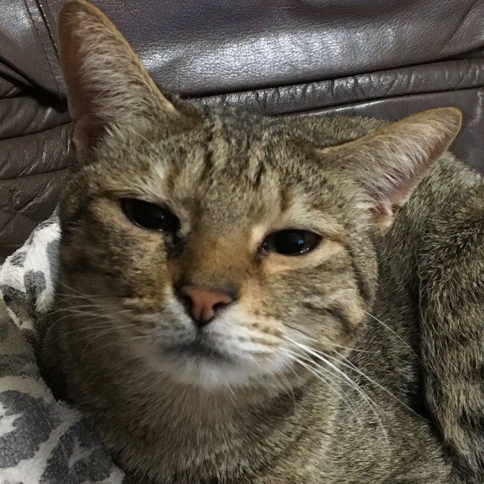 画像/2020年5月号「ねこの病気、そこが知りたい」